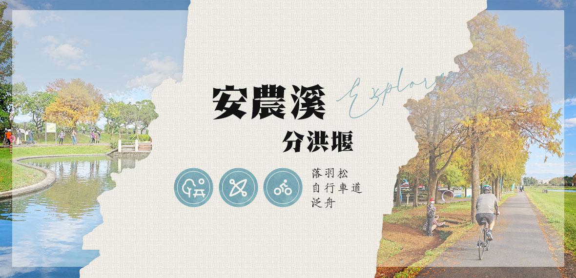 安農溪畔落羽松